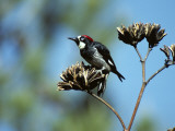 Acorn Woodpecker (Melanerpes Formicivorus) Perching on Branch  Arizona  Usa