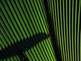 Light Illuminates a Green Palm Frond from Behind  Vallee De Mai Sanctuary  Pralin Island