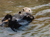 Mother Sea Otter Floats on Back and Holds Pup on Chest