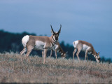Pronghorn Antelope Acts as a Sentinel While Others Eat