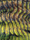 Detail of the Ridged Surface of a Cardon Cactus