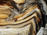 Bristlecone Pine  Ancient Tree