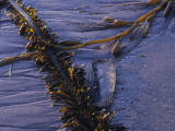 Kelp (Macrocystis Pyrifera) on Wet Sand of Pfeiffer Beach  Alaska  Usa