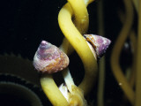 Kelp (Macrocycstics) with a Turban Snail (Tegula) Sitting on It