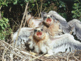 Two White-Tail Kite Chicks Shriek in their Nest