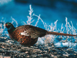 Ringed-Neck Pheasant Crouches over Ground Cover in Snow