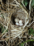 Brown-Headed Cowbird Egg in Nest of Macgillivaray's Warbler