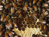 Italian Honeybees on a Honeycomb