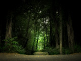 Pathway in a Forest