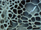 Rock Pattern with Honeycomb-Like Caverns