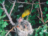 Adult Yellow Warbler   Dendroica Coronata  Feeds Cowbird Chick