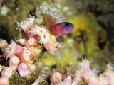 Blue Banded Goby (Lythrypnus Dalli) on Strawberry Sea Anemone  Monterey Bay  California  Usa