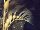 Detail of Growing Tip and Bulbs in a Kelp