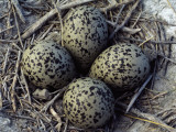 Detail of American Avocet Eggs in Nest