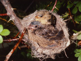 Brown-Headed Cowbird Sits in Yellow Warbler Nest