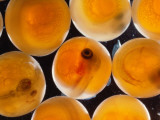 Sockeye Salmon in the Eyed Egg Stage and About to Hatch