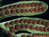 Close Up of Leathery Polypody Fern (Polypodium Scouleri) Leaves with Reddish Balls  Redwood Natio