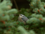 Fledgeling Red-Breasted Nuthatch