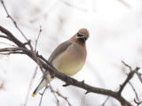 Cedar Waxwing