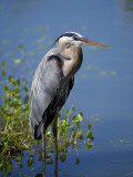 Great Blue Heron Portrait  Florida  Usa