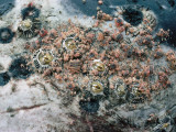 Detail of Barnacle and Lice (Cyanus Scannoni) Encrusted on Gray Whale