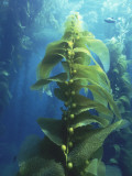Kelp Floats Underwater as Fish Swims Past