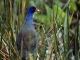 Purple Gallinule (Porphyrula Martinica) Standing in Marsh Grasses  Everglades National Park