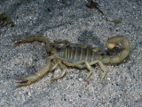 Giant Desert Hairy Scorpion Sits on Sand