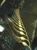 Detail of Kelp Growing Bulbs