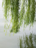 China  Zhejiang Province  Hangzhou  Willow Tree Branches with Reflection in the West Lake