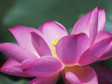China  Sichuan Province  Lotus Flower in the Pond