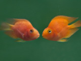 China  Two Gold Fish Facing Each Other