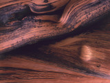 Detail Bristlecone Pine