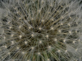 Seeds of a Dandelion