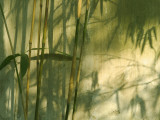 China  Shanghai  Shadow of Bamboo on the Wall in Yuyuan Garden