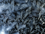 Hoar Frost Patterns on Window