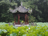 China  Pavilion and Lotus Pond