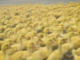 China  Herding Ducks