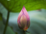 China  Sichuan Province  Lotus Flower in the Pond