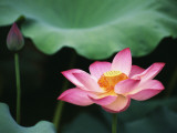 China  Zhejiang Province  Hangzhou  Lotus Flower
