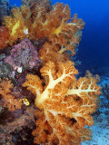 Bright Orange Appendages of an Aquatic Plant Growing Atop Coral Reefs in the Brilliant Blue Ocean