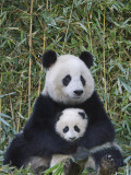 China  Sichuan Province  Wolong  Giant Panda Mother with 5-Month-Old Cub