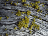 Lichen
