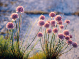 Chives