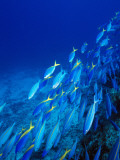 School of Tropical Fish Swimming Above Ocean Floor  Fiji