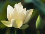 China  Zhejiang Province  Hangzhou  Lotus Flower