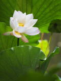 China  Sichuan Province  Lotus Flower in the Pond