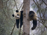 China  Sichuan Province  Wolong  Giant Panda Climb on Tree