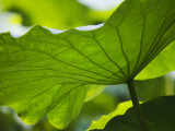China  Sichuan Province  Lotus Leaves in the Pond