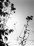 Tall Grass with the Sky in Background